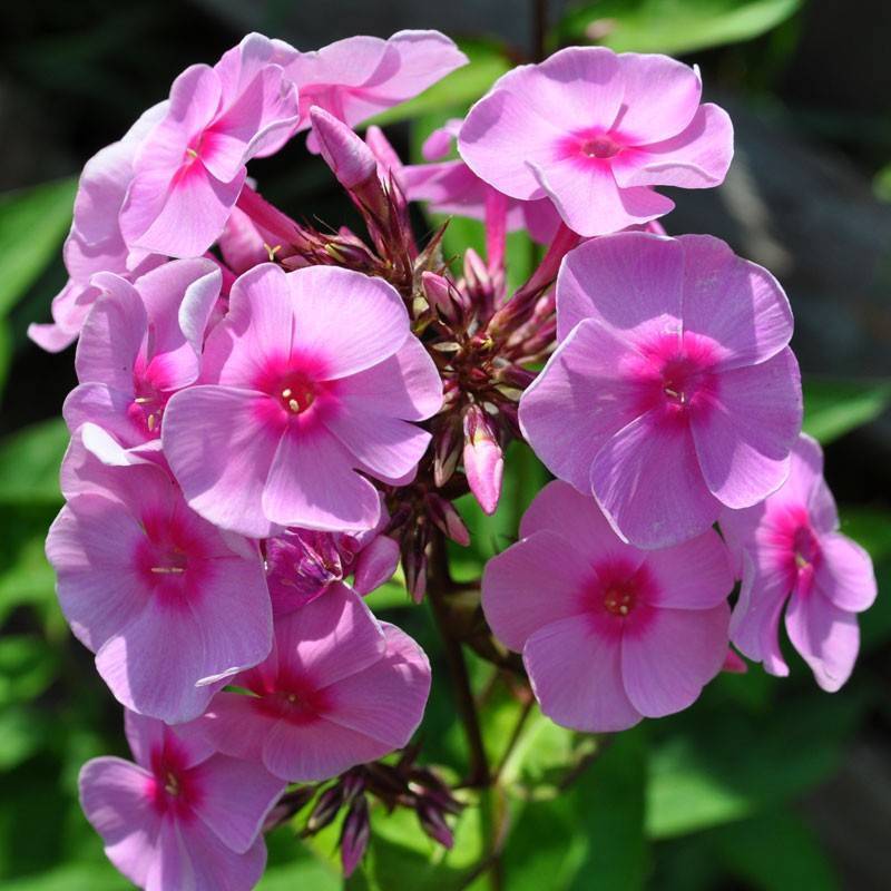 Флокс Ред Файер - описание сорта, характеристики, посадка и уход, отзывы Флокс Ред Файер: описание сорта, характеристики, посадка и уход, отзывы